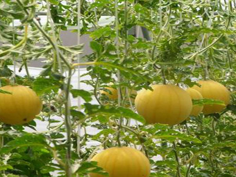 中農共信有機瓜菜工