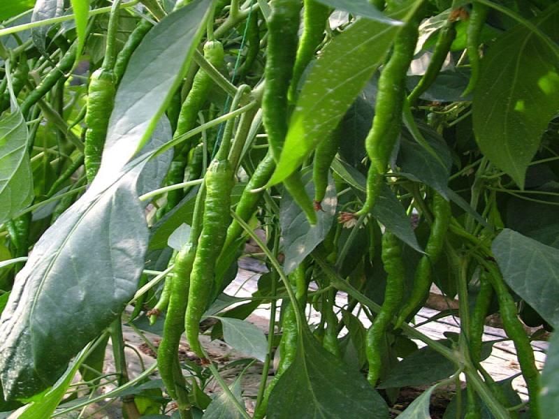 中農共信有機瓜菜工