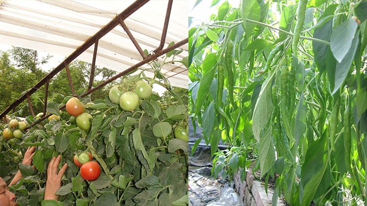 中農共信有機瓜菜工廠招商-有機蔬菜收貨-石家莊創(chuàng)業(yè)投資項目選擇