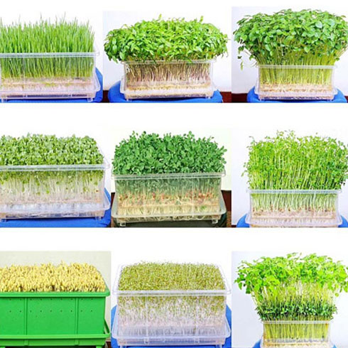 愛心農(nóng)場芽苗菜產(chǎn)品-有機蔬菜