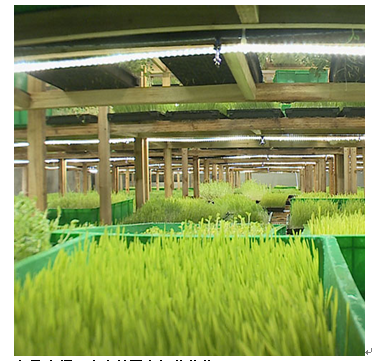 中農藍天有機芽苗菜產品-空心菜苗