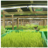 中農(nóng)藍天有機芽苗菜產(chǎn)品-空心菜苗