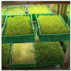 中農(nóng)藍天有機芽苗菜產(chǎn)品-活體芽苗菜