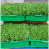 中農(nóng)藍天有機芽苗菜產(chǎn)品-香椿苗