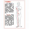 足太陰脾經(jīng)