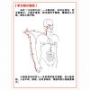 手太陽(yáng)小腸經(jīng)
