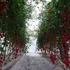 中農(nóng)共信有機(jī)瓜菜工廠-無(wú)土栽培西紅柿