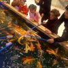 魚你同樂(lè)吃奶魚-吃奶魚