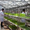 芽苗人家芽苗菜工坊-無(wú)土栽培